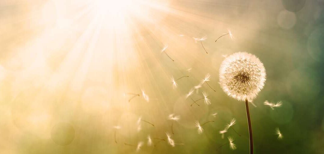 6 Solutions for Filtering Out Spring Allergens